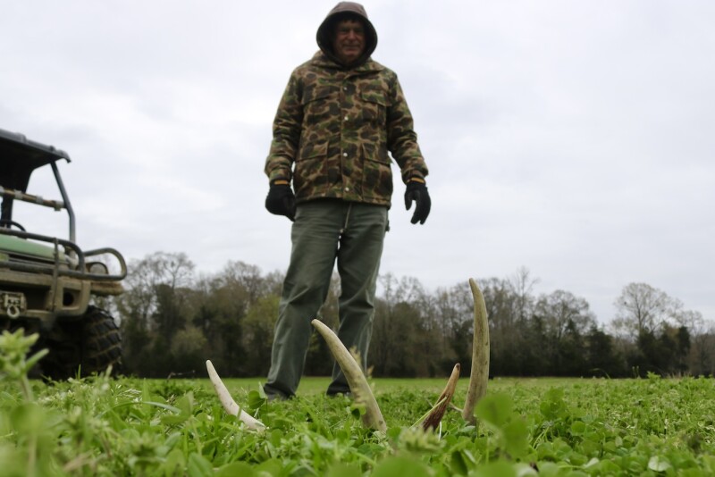 Deer Shed Hunt