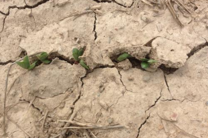 soybean emerging in crusted over soil