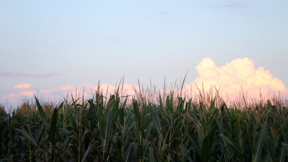 Iowa Corn Tassels