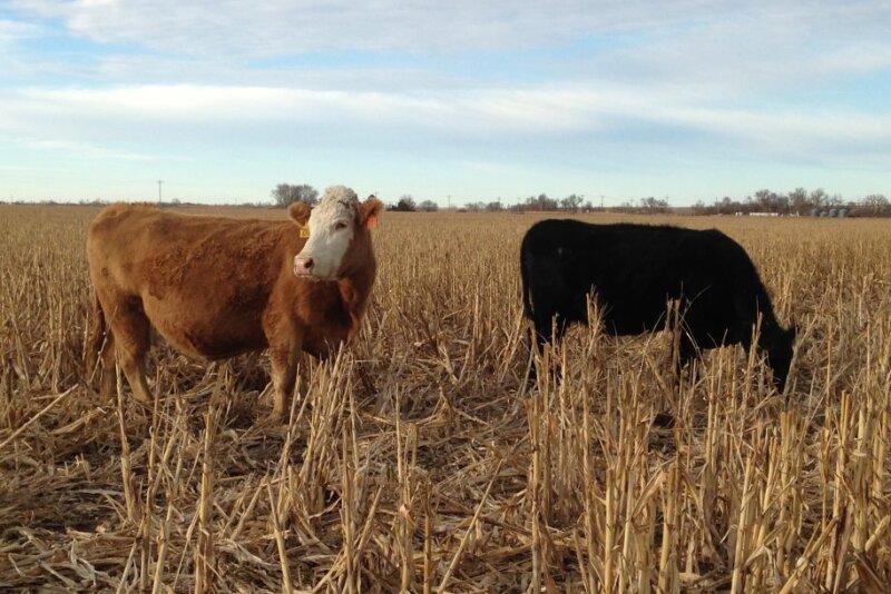 BT_Cows_Grazing_Sorghum_Stalks