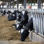 193_Green_Valley_Dairy.JPG