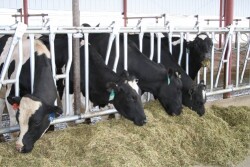 After calving, high maintenance requirements and the increased nutrient demands for lactation result in some level of negative energy balance. 