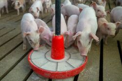 Piglets Eating Gruel Creep Feed