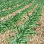 Cover Crops