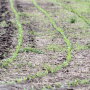 no-till-baby-corn-row