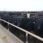 BT_Feedlot_Cattle_Bunk