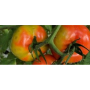 tomato ppv