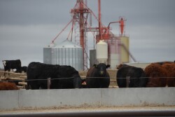 A softer cash fed cattle market leaves cattlemen wondering if the spring highs are in for 2019.