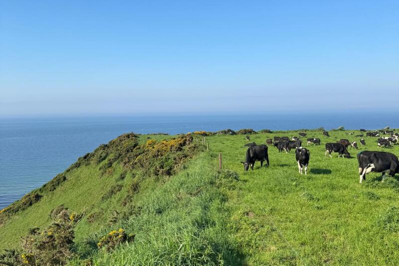 Pastorial dairy production in Scotland