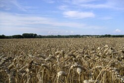 wheatfield