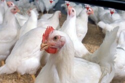 Chicken_Poultry.jpg