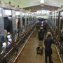 A new federal program to help hard-pressed dairy farmers is expected to be ready for enrollment in June 2019, as farmers undergo their fifth year of low milk prices that have driven thousands out of business. 