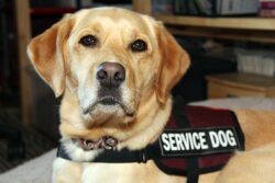 Service dogs have become an integral part of modern life for many.