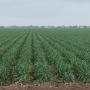 South Texas onions