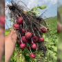 red potatoes harvested in field, held by hand