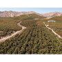 California organic avocado farm