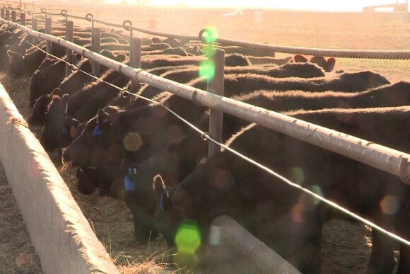 UNL feedlot