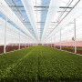 An indoor lettuce greenhouse. Photo: courtesy Revol Greens