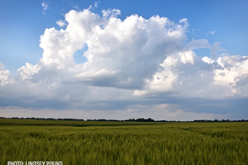 Weather- Storm rain clouds over green wheat - Lindsey Pound
