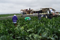 A new survey reports many California growers are having trouble finding enough workers.