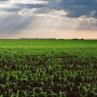 Rain clouds corn