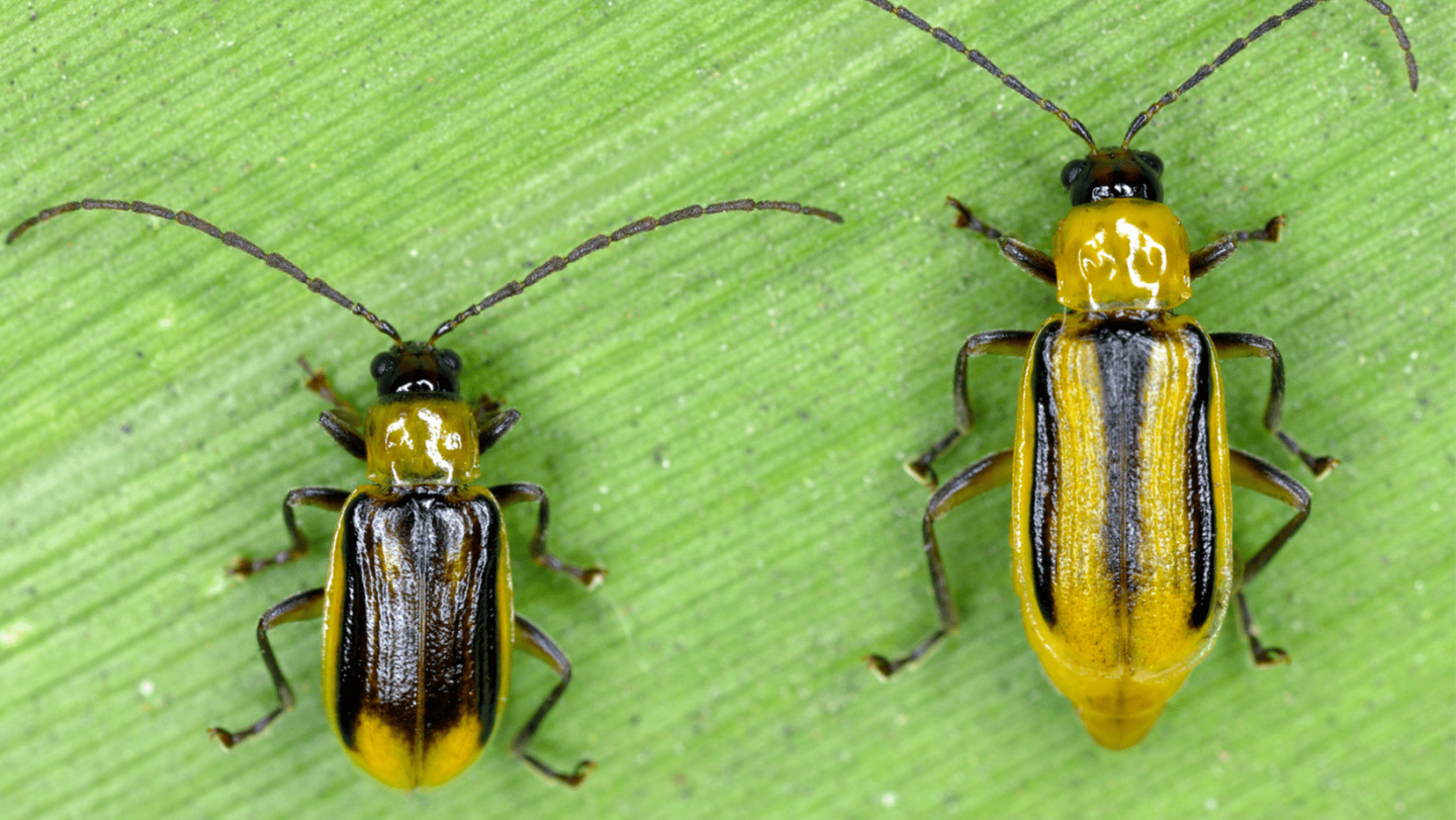 Tree Rootworm How to Identify Corn Rootworm - AgWeb