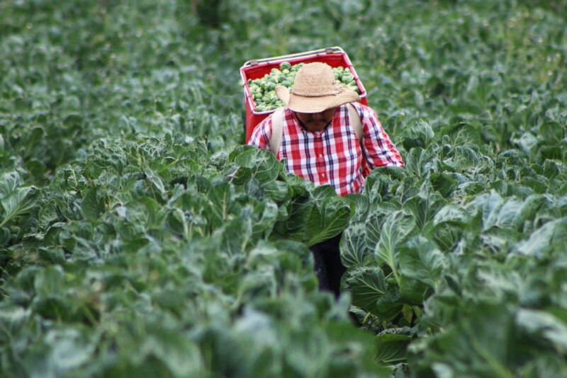 A worker harvests Brussels sprouts for Ocean Mist Farms. Brussels sprouts volume and sales dollars continue to rise.