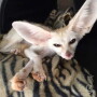 Jumanji the fox