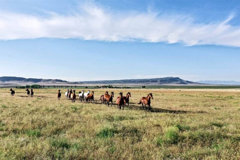 Quarter Horses
