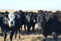 Replacement heifers during the winter in a pasture. 
