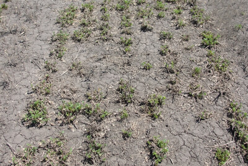 winter killed alfalfa