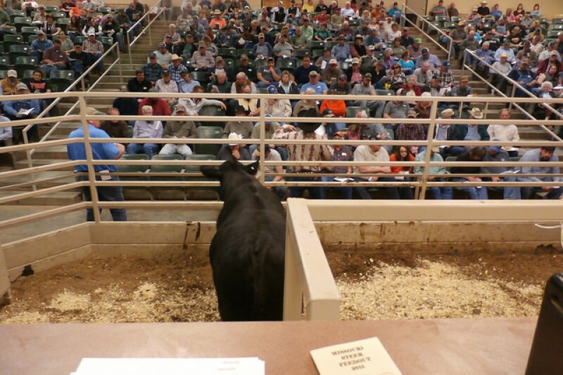 BT_Missouri_Bull_Sale_Auction_Ring