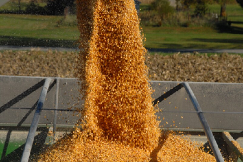 corn harvest