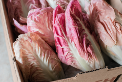 Radicchio