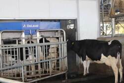 DeLaval_VMS_Robotic_Milker_Chile