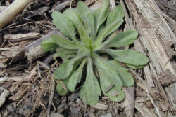 In the rush to plant early soybeans, beware of weed species that show up at the same time. A major one is marestail (horseweed), which can compete with soybeans all season long.