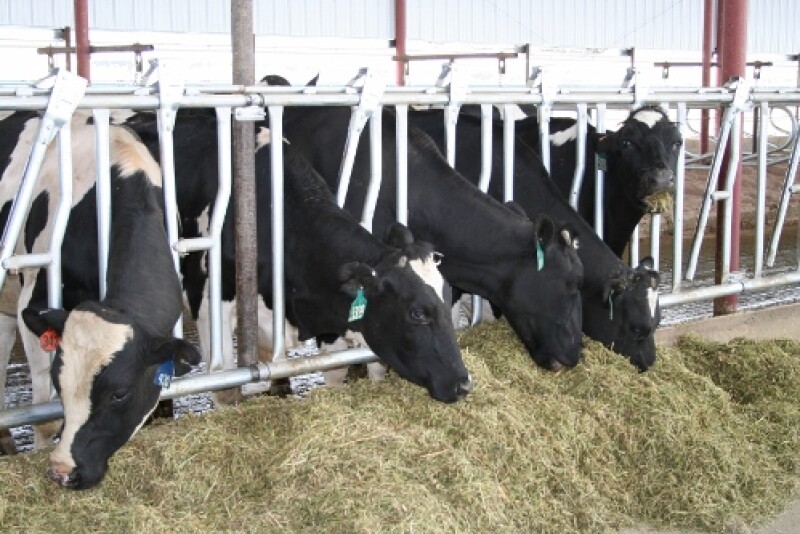 After calving, high maintenance requirements and the increased nutrient demands for lactation result in some level of negative energy balance. 