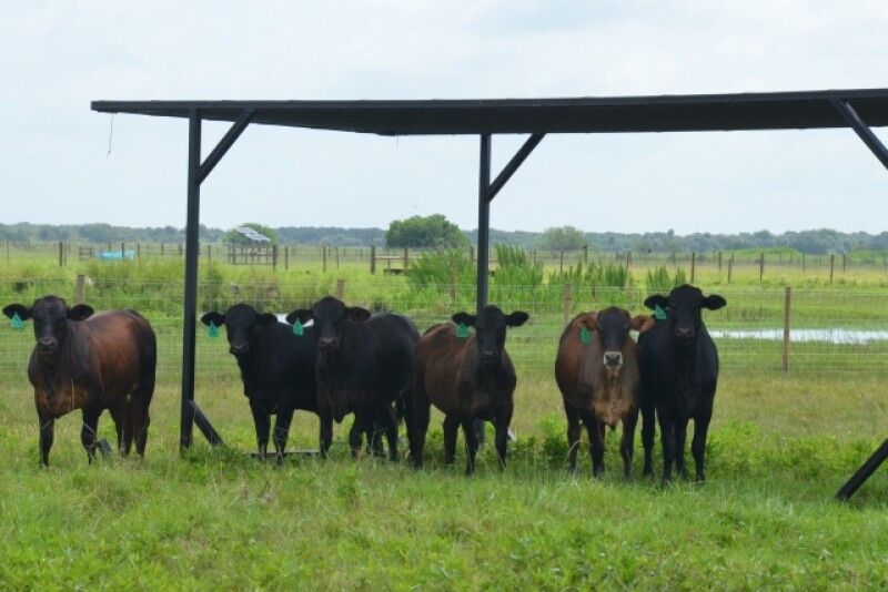 BT_Cattle_Shade