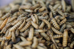 Black soldier fly larvae