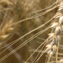 Wheat