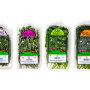  Morning Kiss Organics herbs