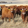 Red_Beef_Heifers
