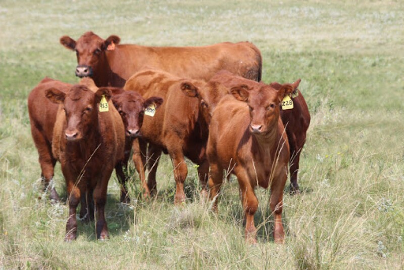 Red Angus calves