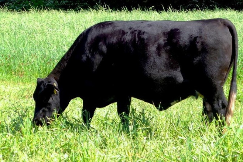 cow_grazing_rye