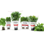 North Shore Living basil.png