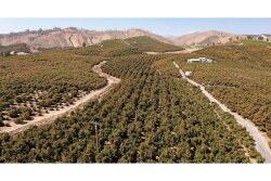 California organic avocado farm