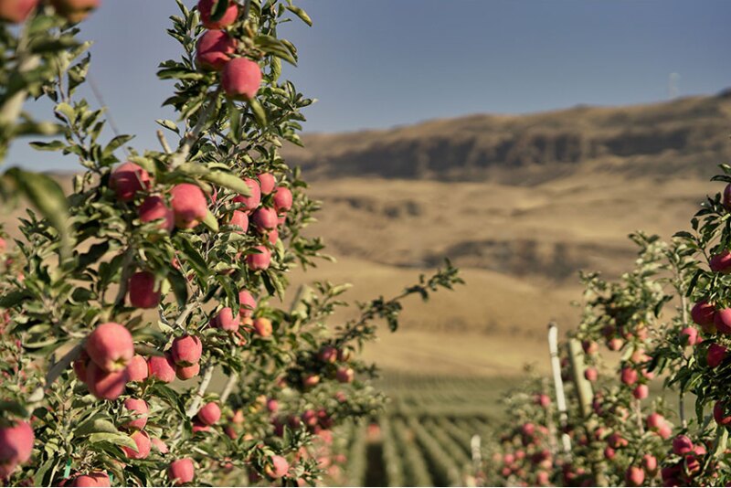 The Washington apple crop forecast is up 9%, the USDA says.