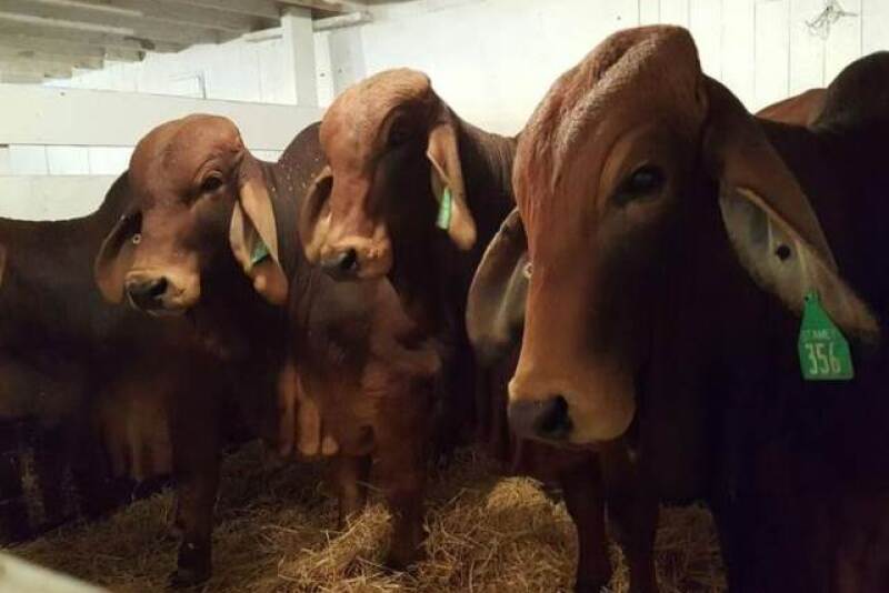 Vietnam_Bulls