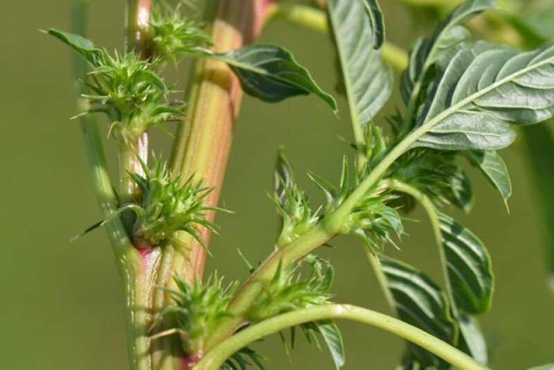 Look for spiny bracts such as these to positively identify Palmer amaranth