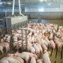 Pigs